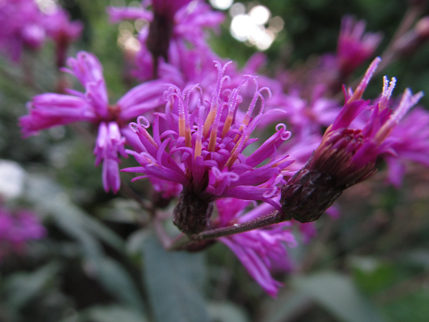 Giant Ironweed Tall Ironweed (Vernonia gigantea)