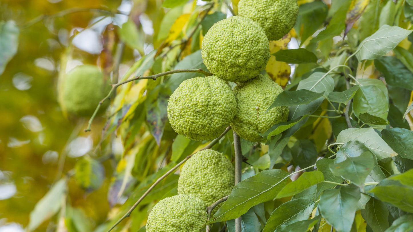 Bodark Bois Darc Hedge Apple Horse Osage Orange (Maclura pomifera)