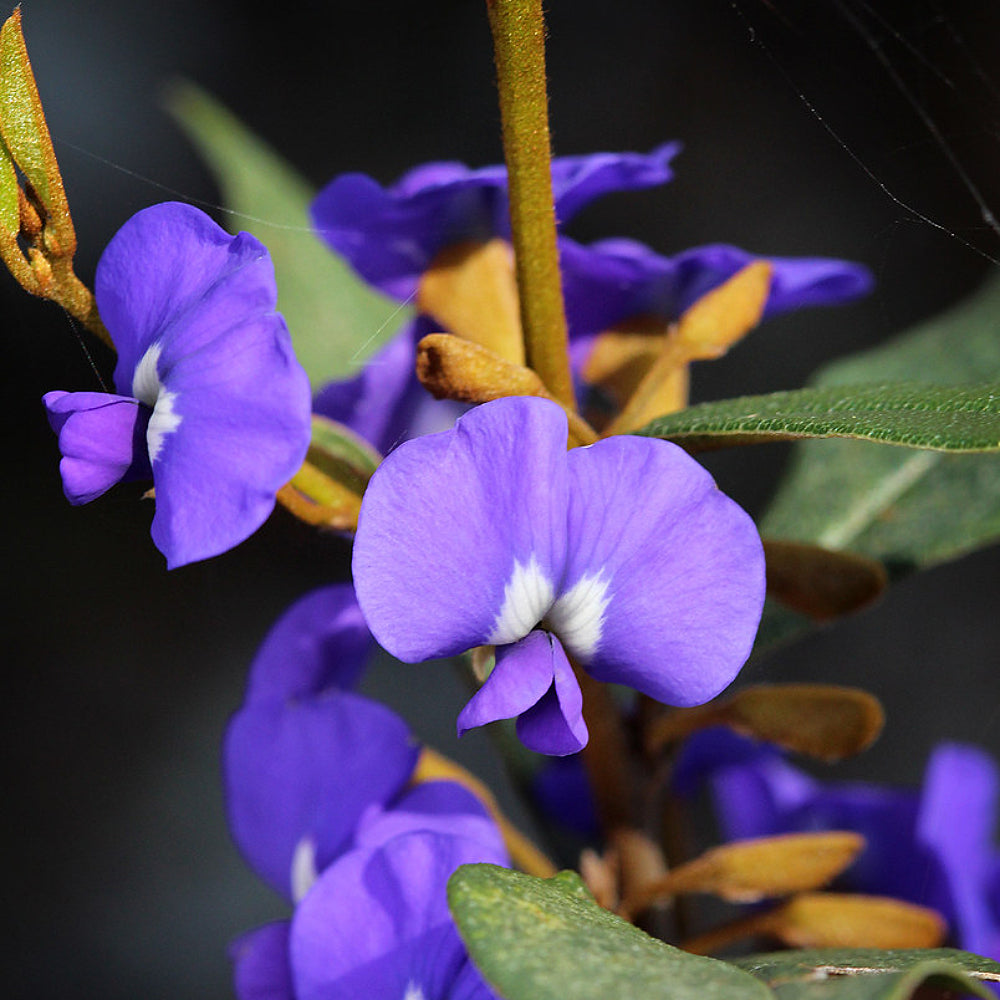 Blue Karri Hovea (Hovea elliptica)