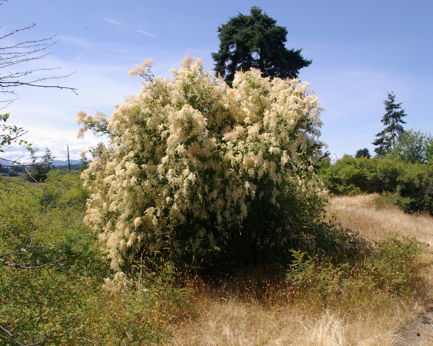 Cream Bush Ocean Spray (Holodiscus discolor)