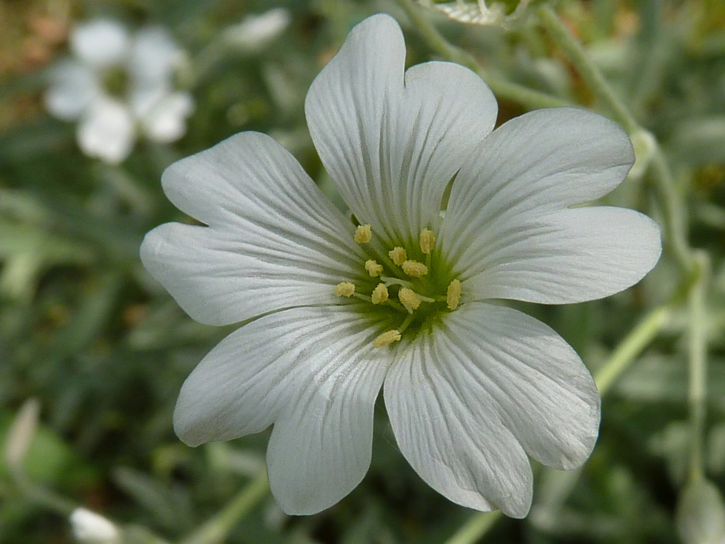 Snow Summer (Cerastium tomentosum)