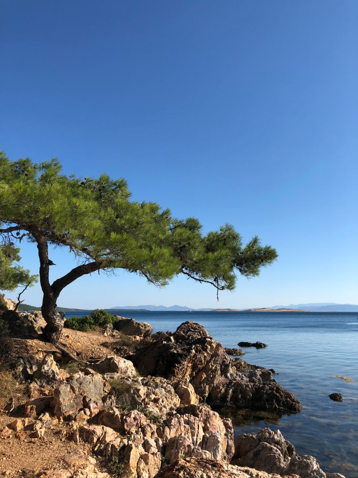 Brutia Pine Calabrian East Mediterranean Turkish (Pinus halepensis var. brutia)