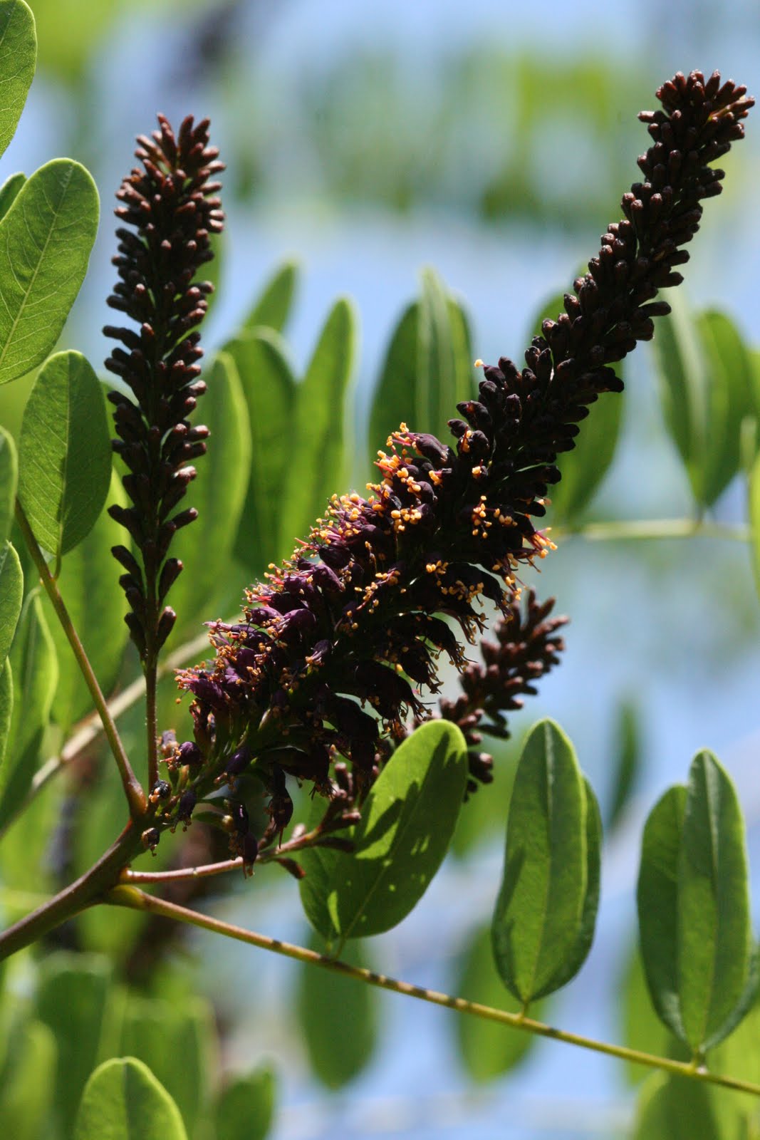 Bastard Indigobush Desert False Indigo Indigo (Amorpha fruticosa)