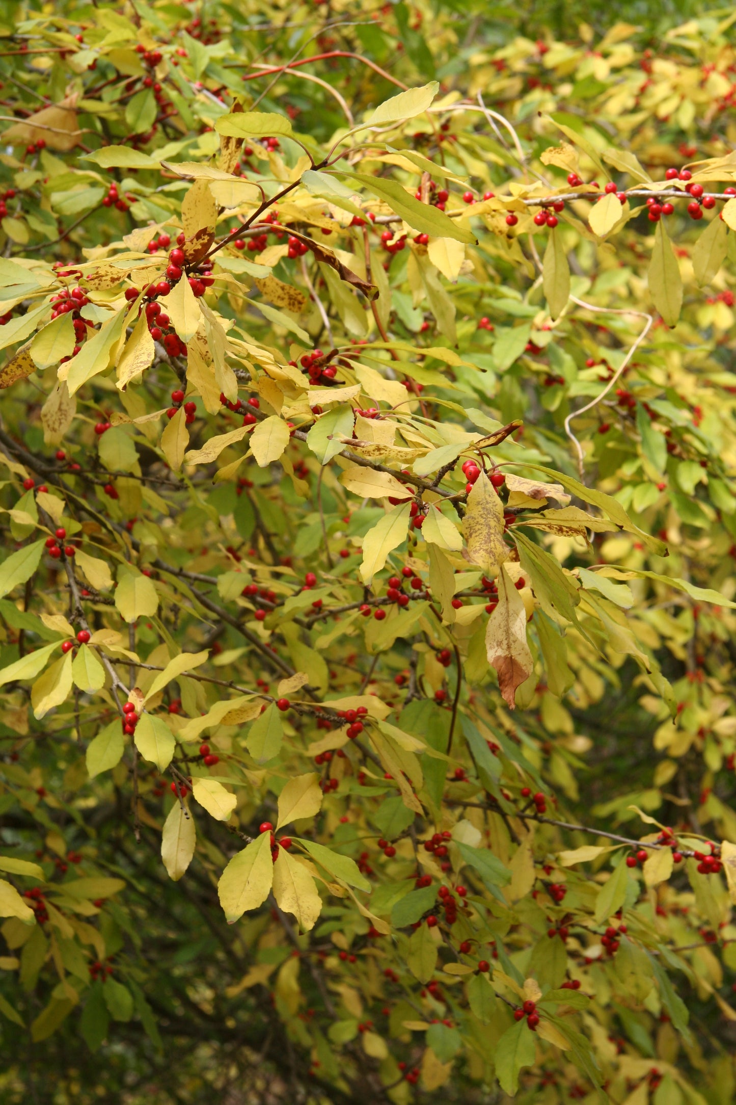 Deciduous Holly Meadow Possum Haw Possumhaw Swamp Holly (Ilex decidua)