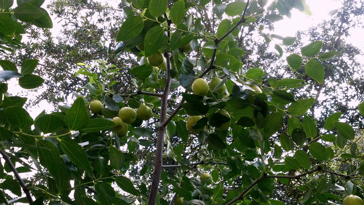 Asian Date Sour Jujube Jujube (Ziziphus jujuba var. spinosa)