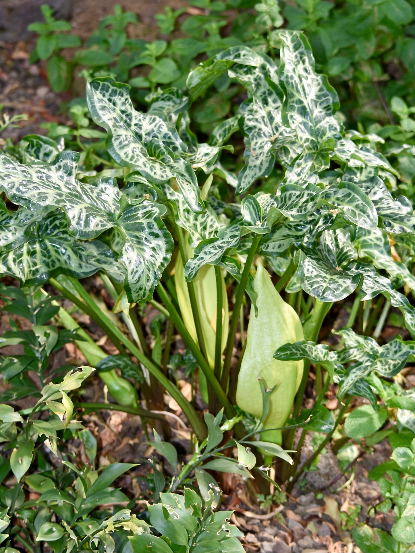 Cuckoos Pint Italian Arum Lords And Ladies (Arum italicum)