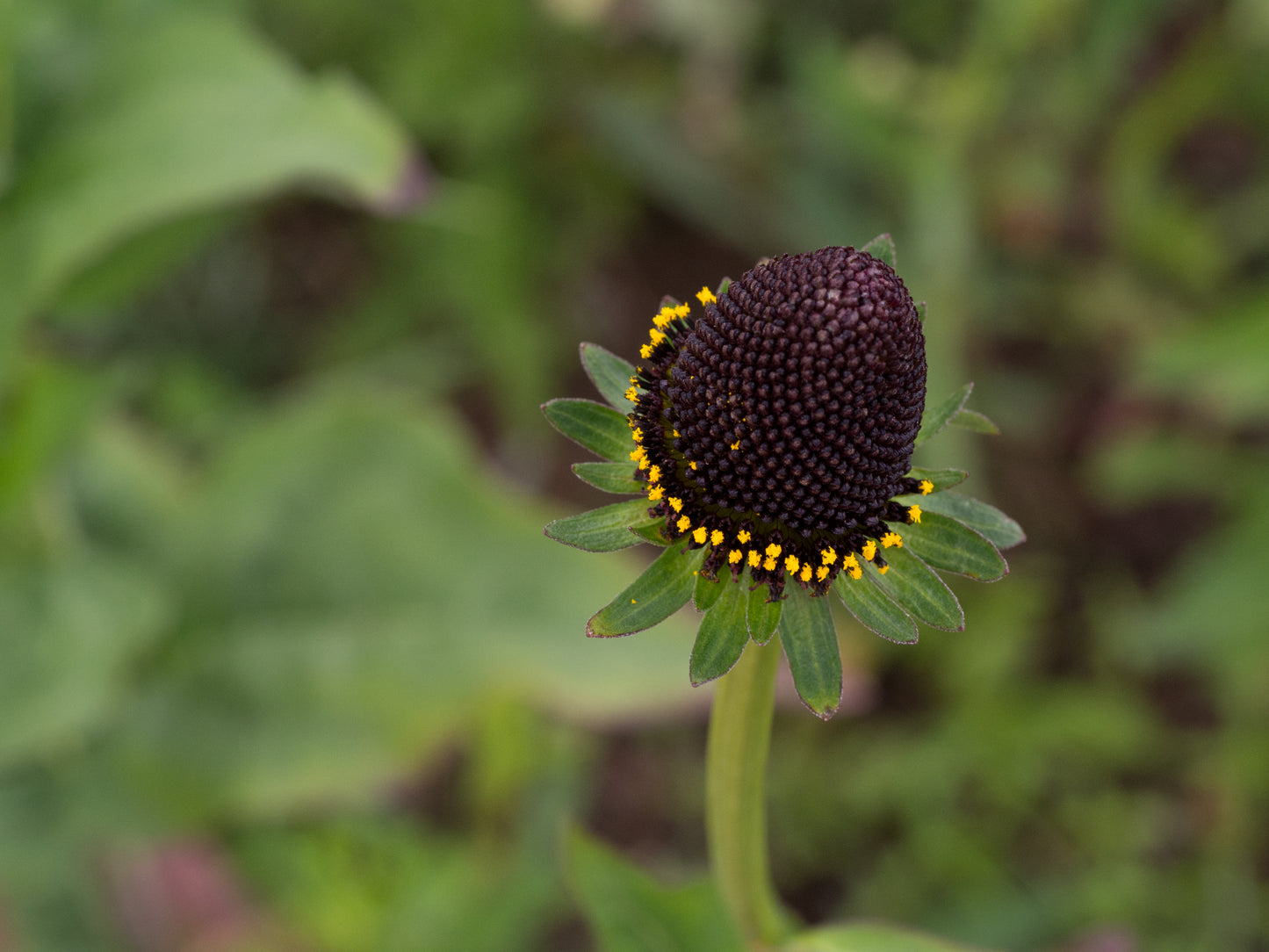 Western Coneflower (Rudbeckia occidentalis)