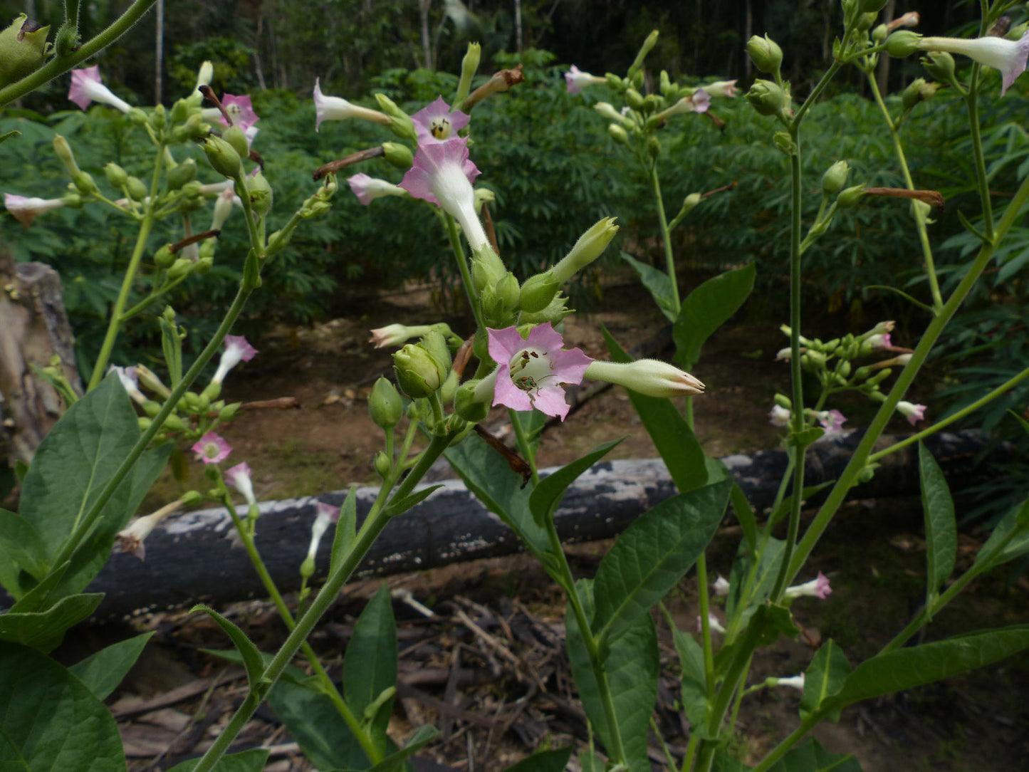 Cultivated Tobacco Ky 17 Tobacco (Nicotiana tabacum var. KY 17)
