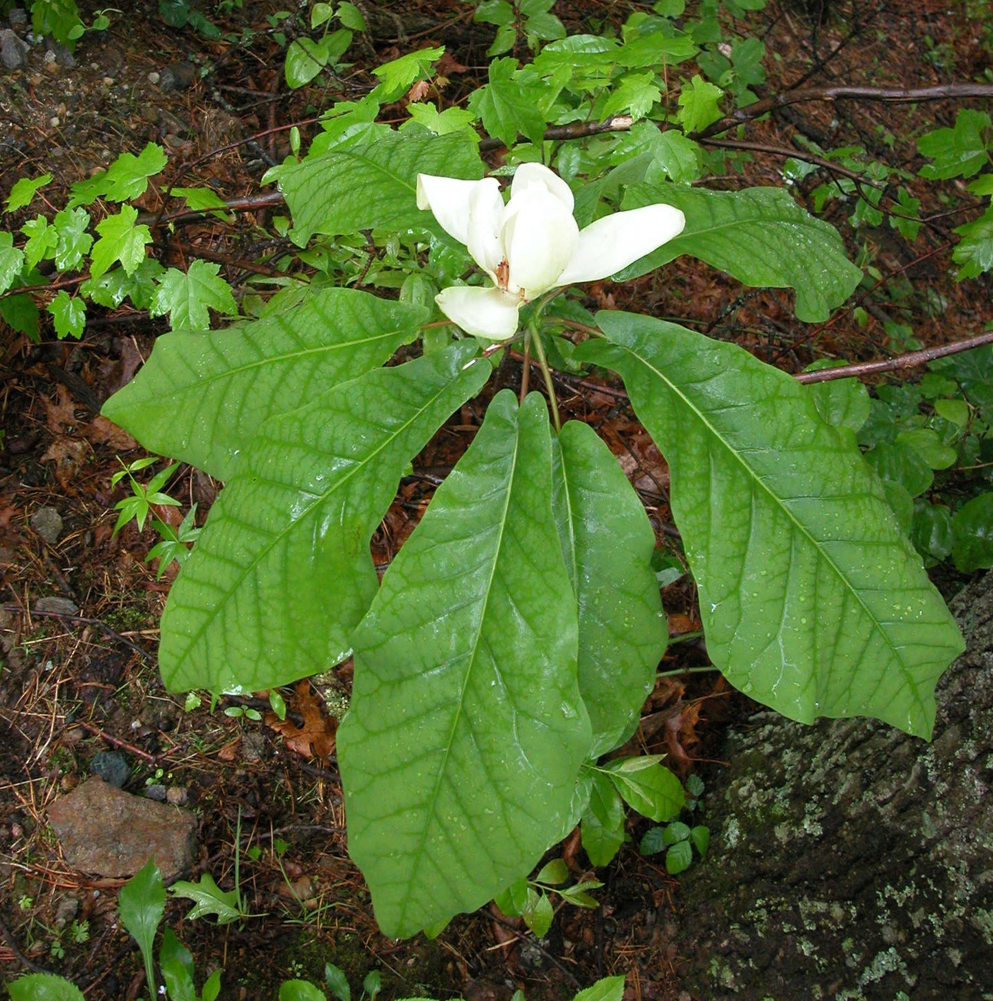 Bigleaf Magnolia (Magnolia macrophylla)