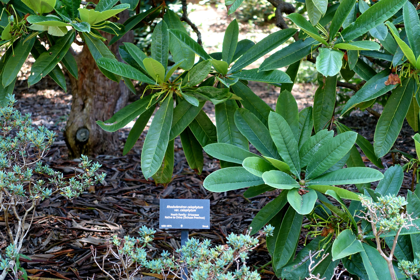 Beautiful Face Rhododendron (Rhododendron calophytum)