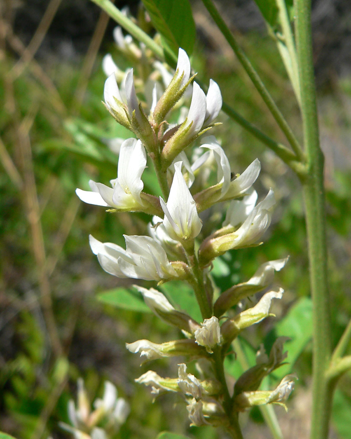 American Licorice Wild Licorice (Glycyrrhiza lepidota)