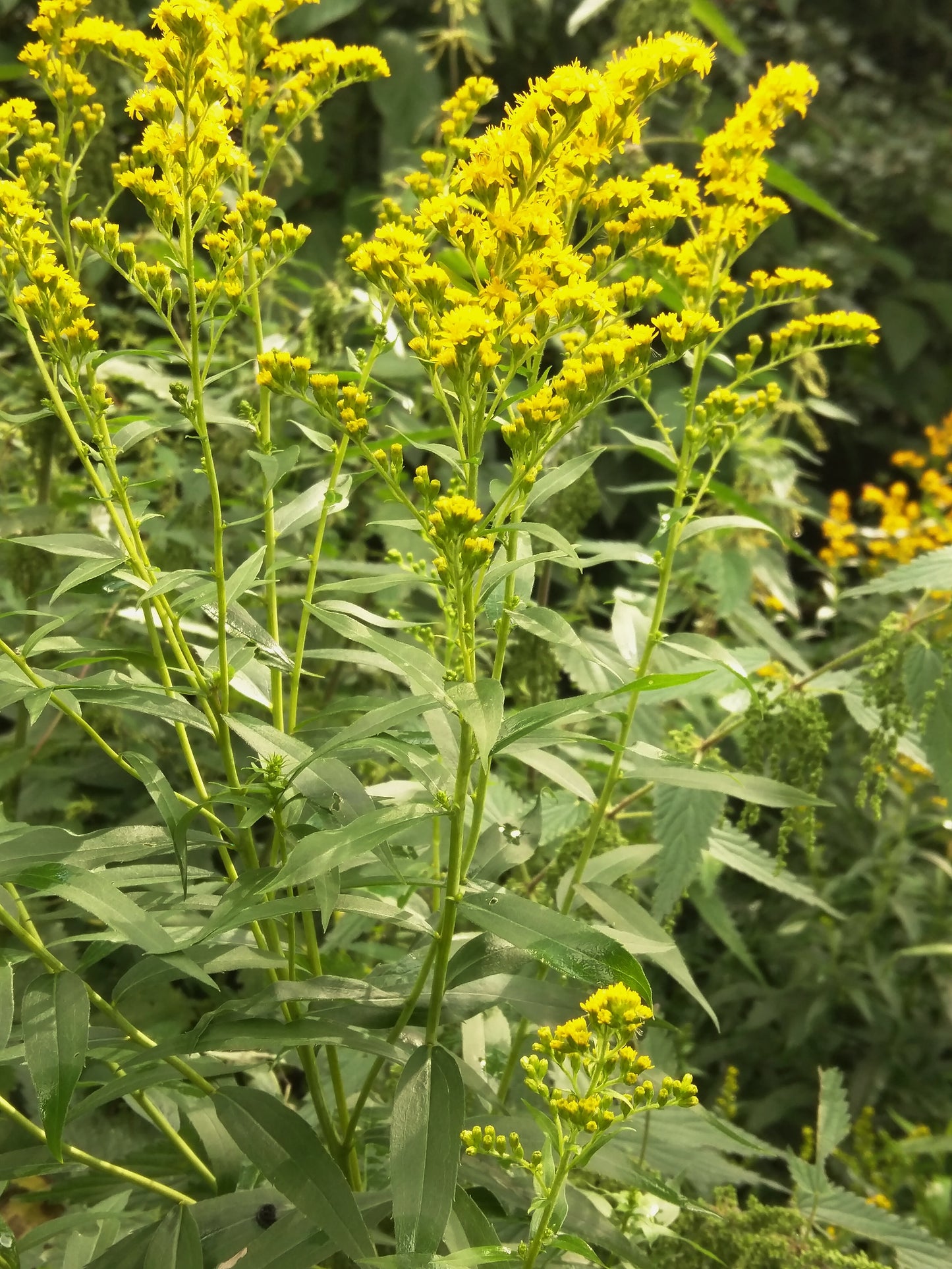 Canada Goldenrod (Solidago canadensis)