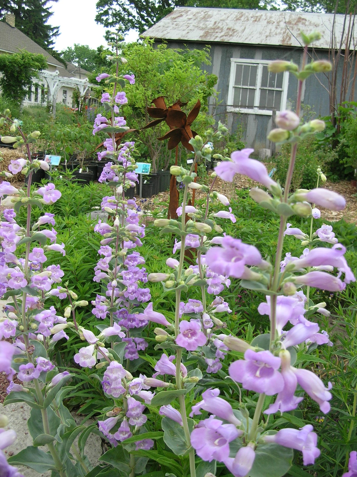 Large Beard Tongue Large Beard-tongue Beardtongue Shell Leaf Penstemon (Penstemon grandiflorus)