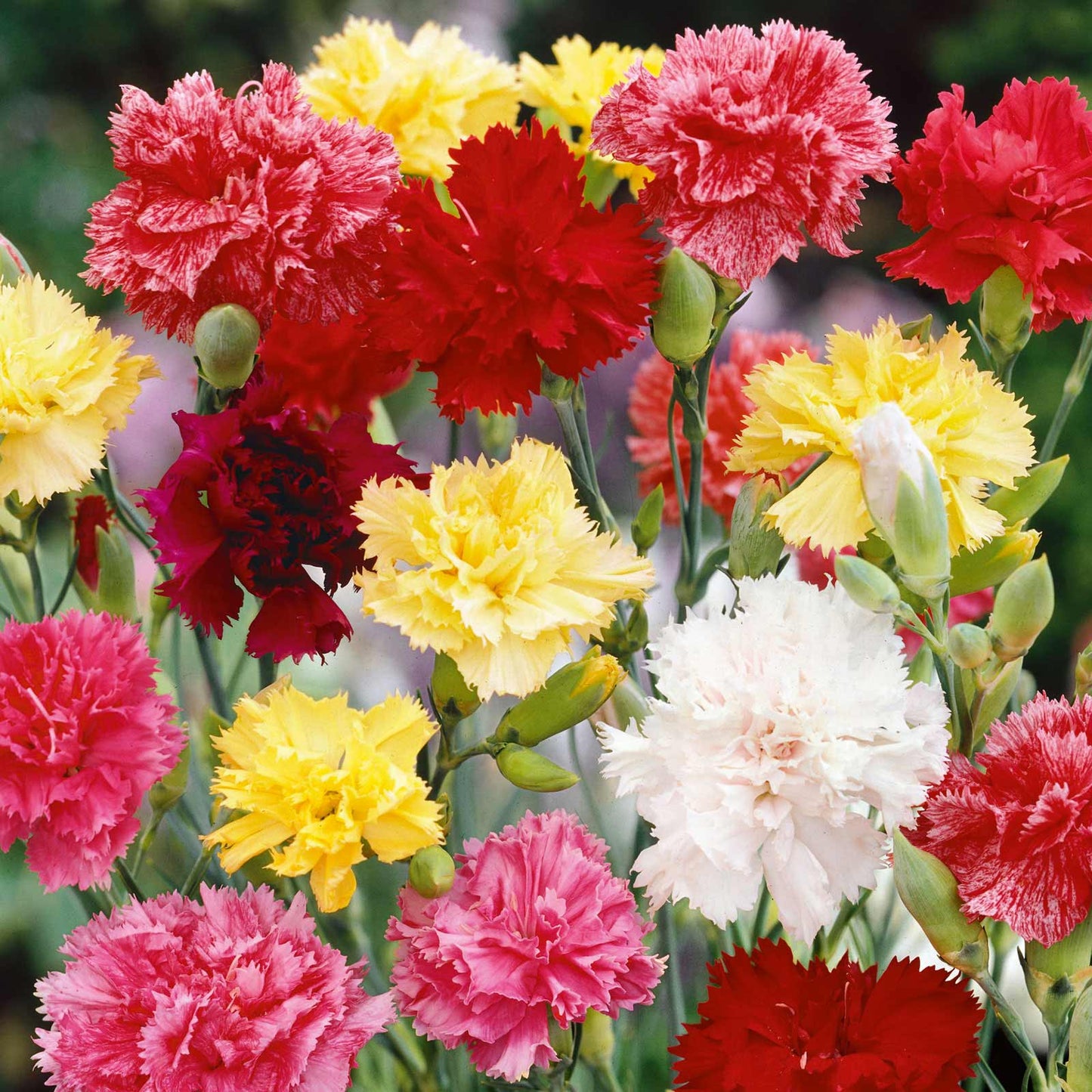 Grenadin Mix Carnation (Dianthus caryophyllus 'Grenadin Mix')