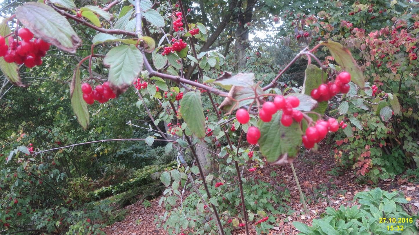 Birch-leaved Viburnum (Viburnum betulifolium)