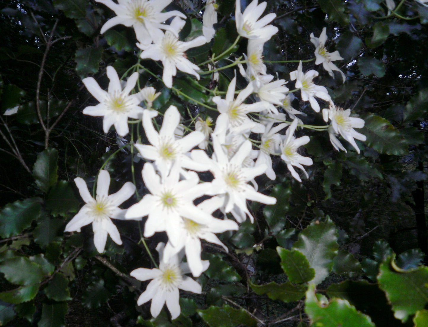 Sweet Autumn Clematis (Clematis paniculata)