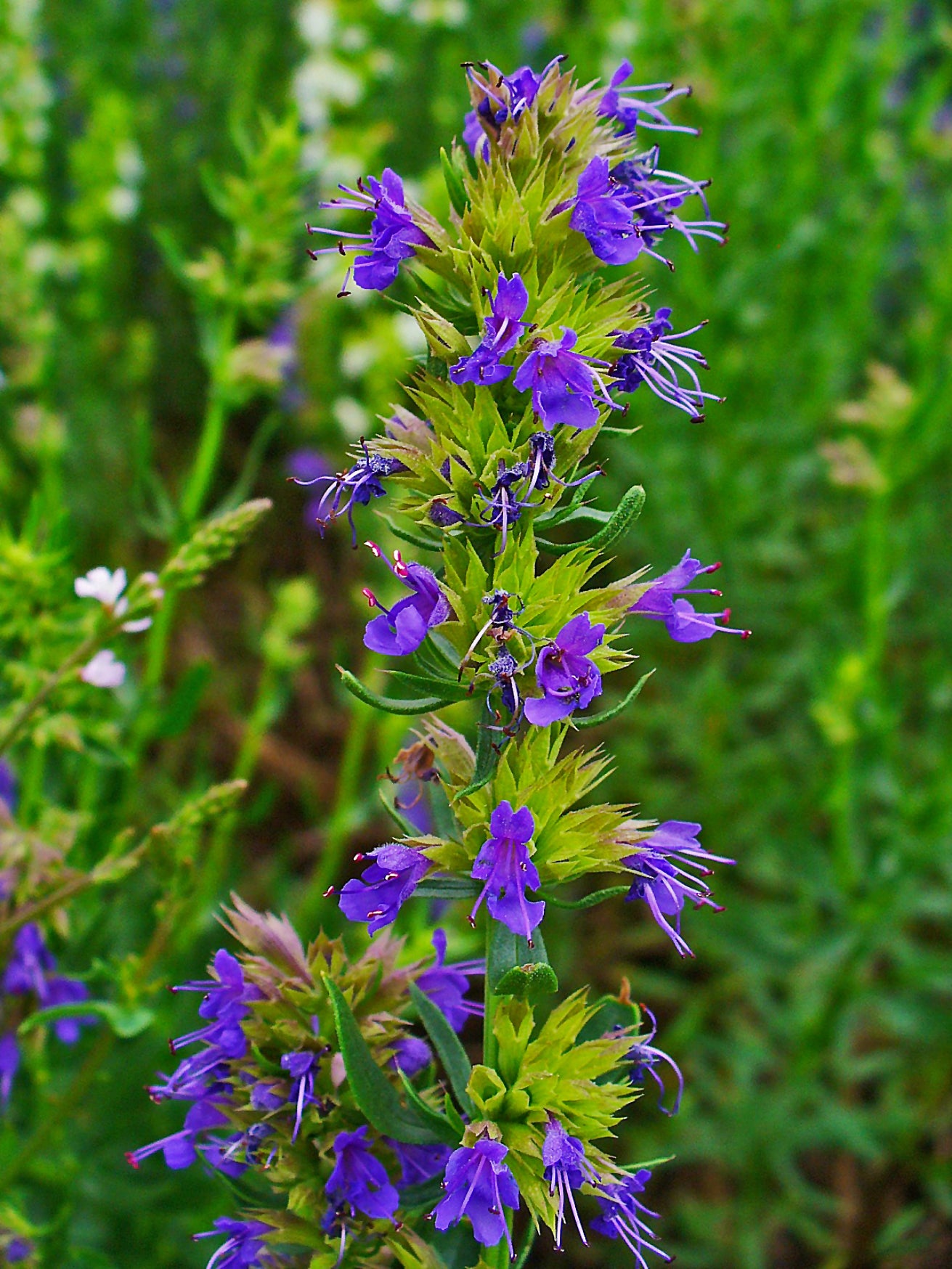 Herb Hyssop Hyssop (Hyssopus officinalis)