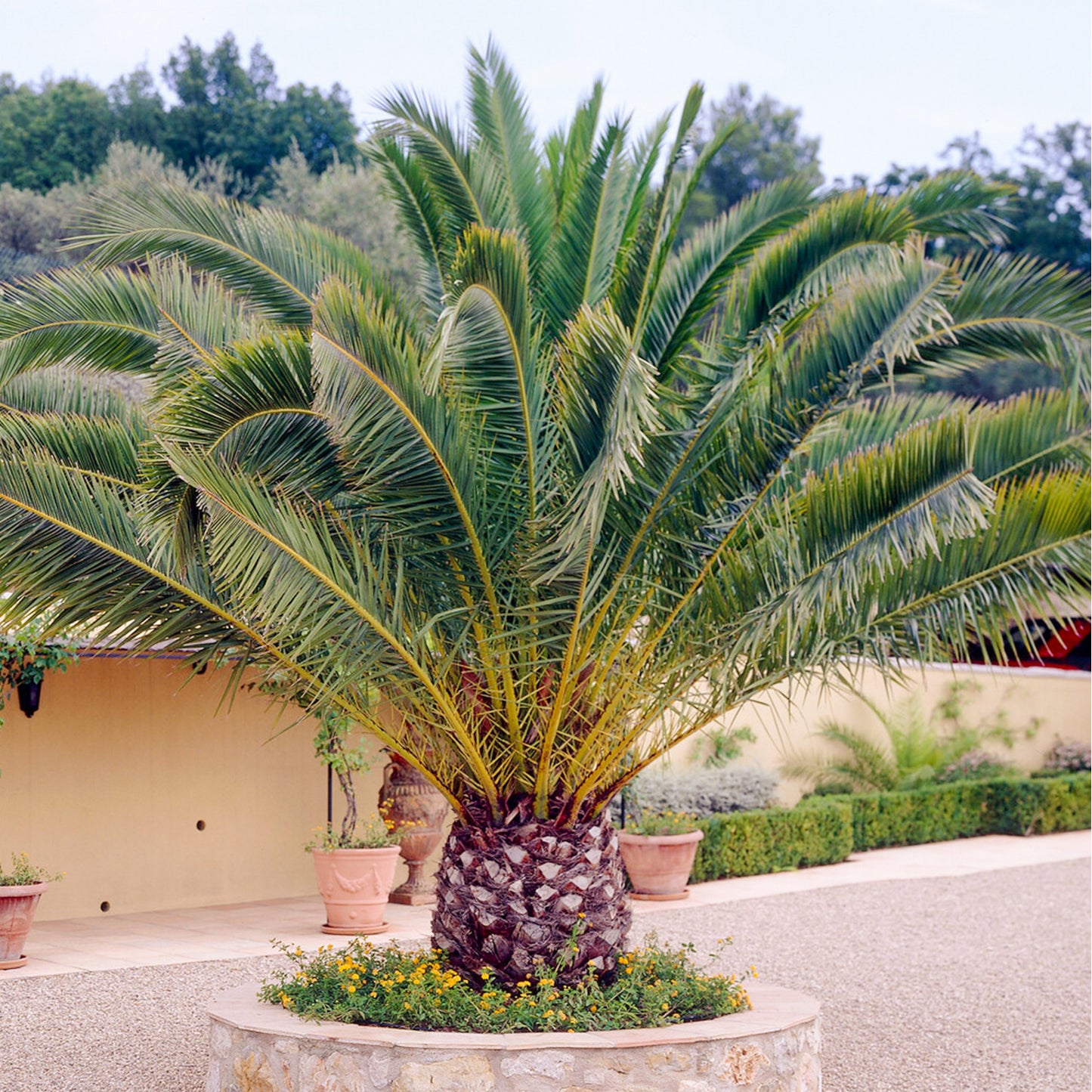Canary Date Palm Island Pineapple (Phoenix canariensis)