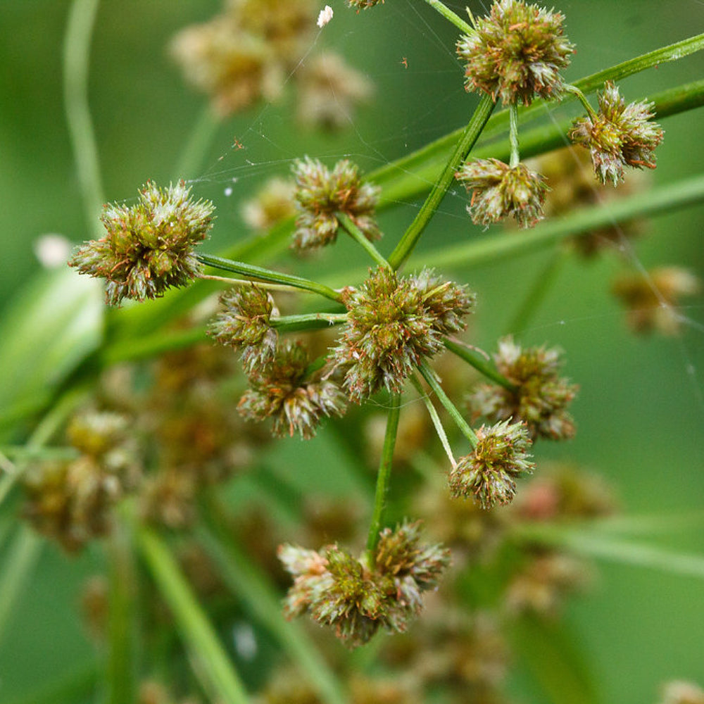 Dark Green Bulbrush Dark Bulrush Rush (Scirpus atrovirens)