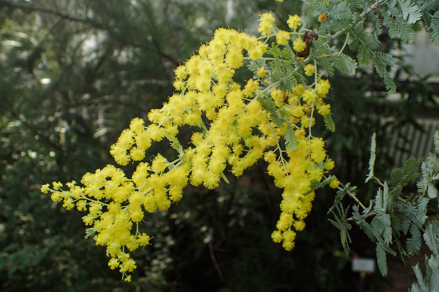 Bailey Acacia Cootamundra Wattle Golden Mimosa (Acacia baileyana)