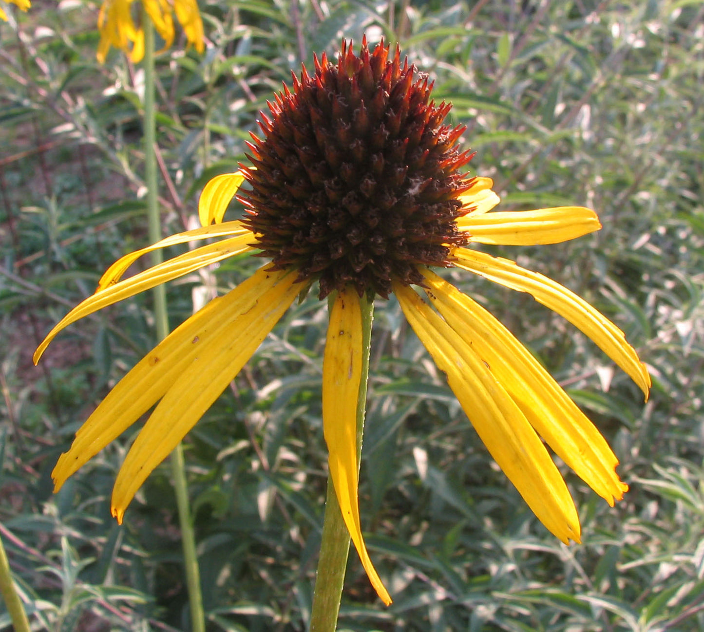 Bushs Purple Coneflower Cone Flower Coneflower (Echinacea paradoxa)