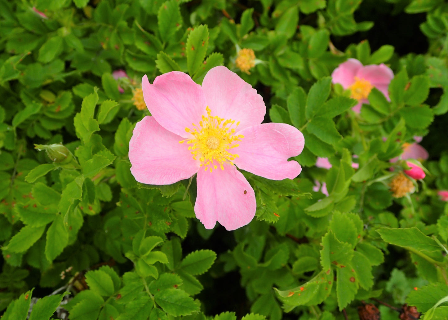 Arkansas Rose (Rosa arkansana)