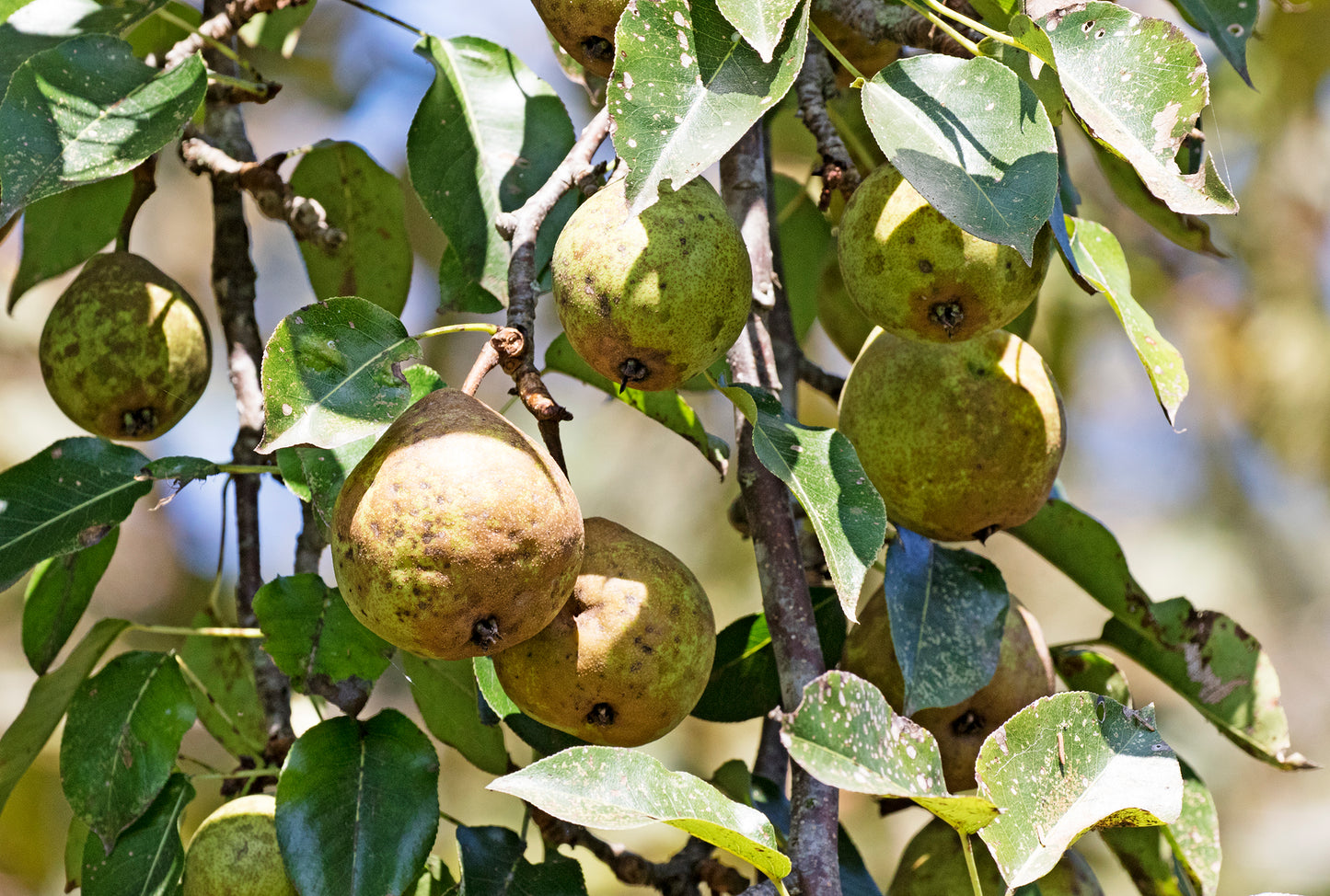 Caucasian Pear (Pyrus caucasica)