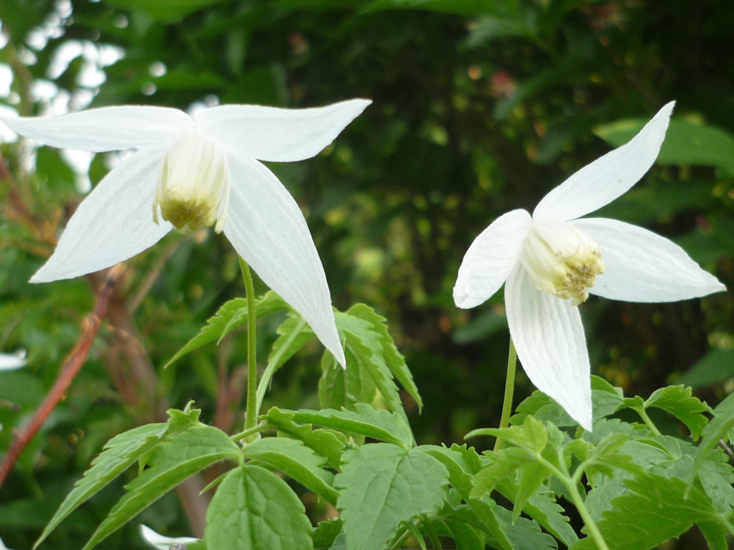 Siberian Clematis (Clematis alpina var. Sibirica)
