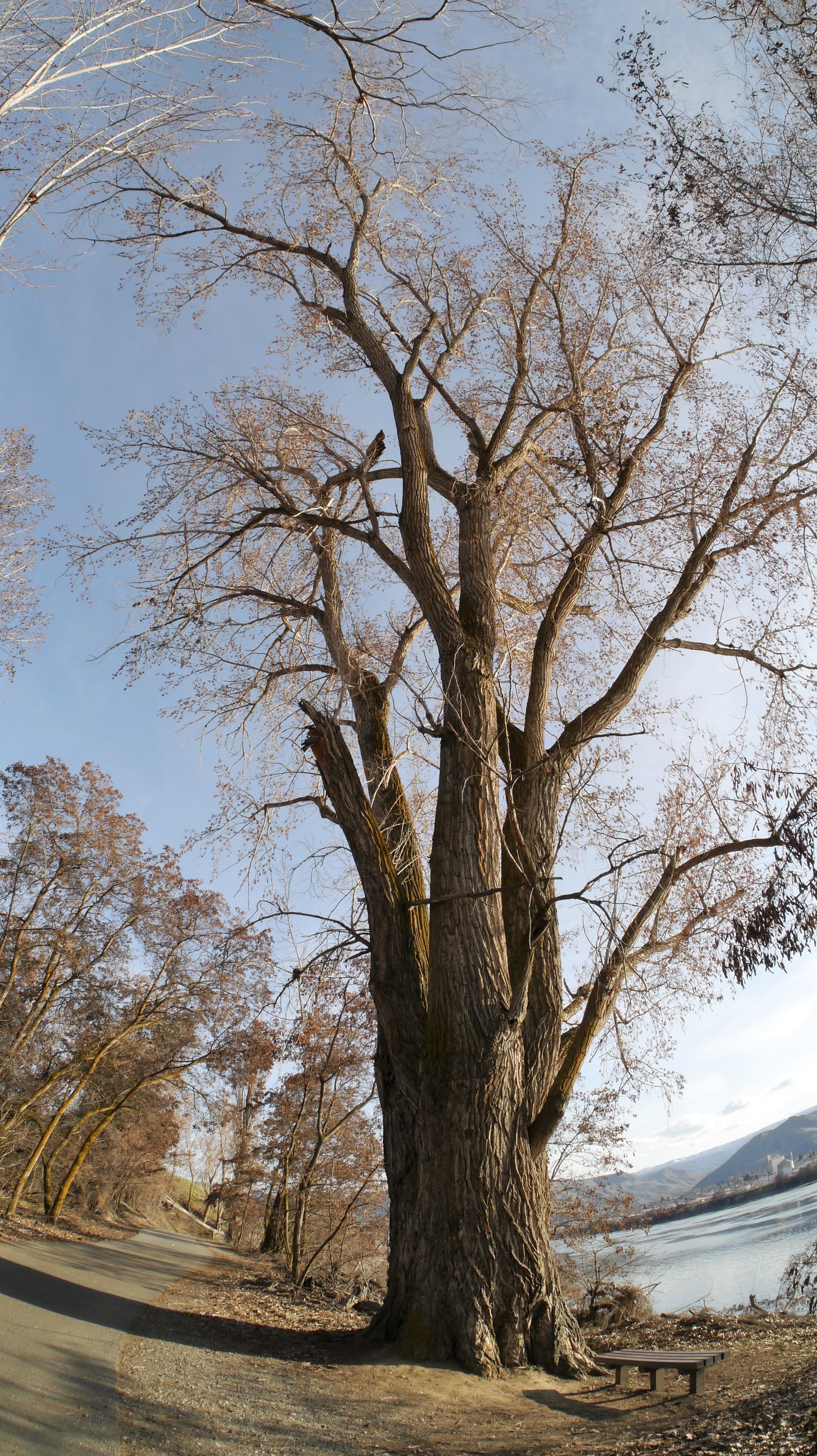 Black Cottonwood California Poplar Balsam Poplar (Populus trichocarpa)
