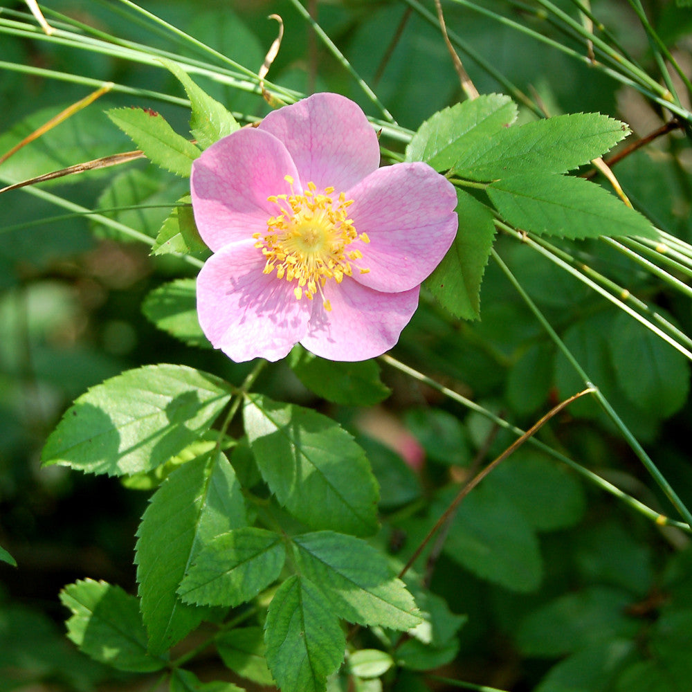 Carolina Rose Pasture Rose (Rosa carolina)