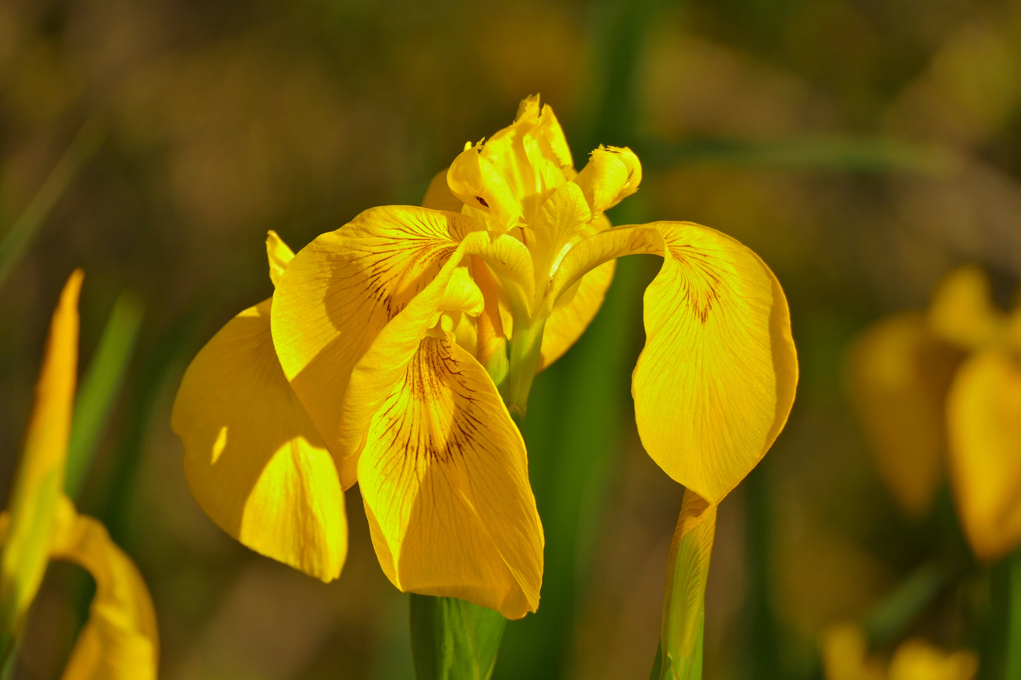 Yellow Mongolian Iris (Iris bloudowii)