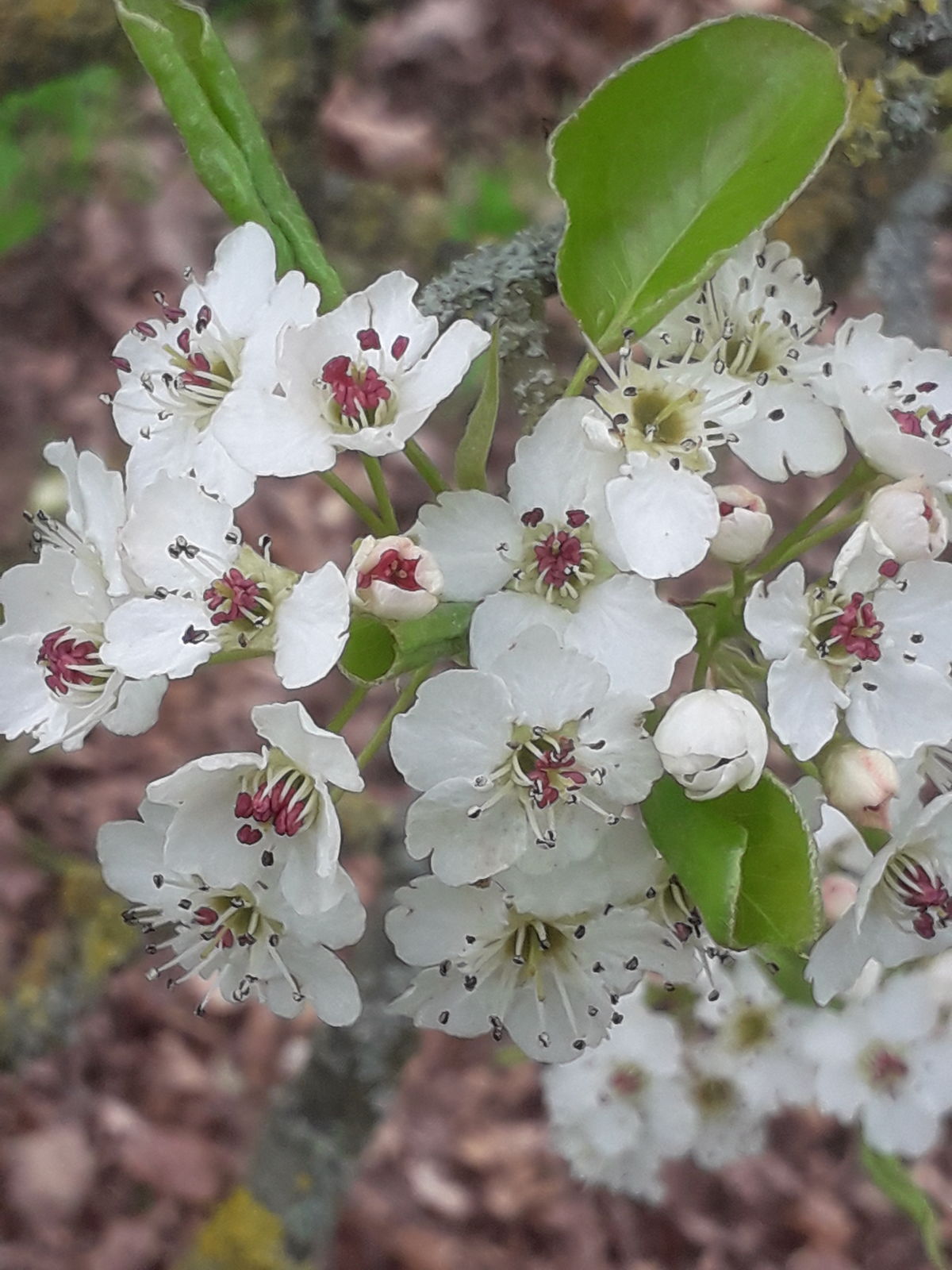 Callery Pear (Pyrus calleryana China)