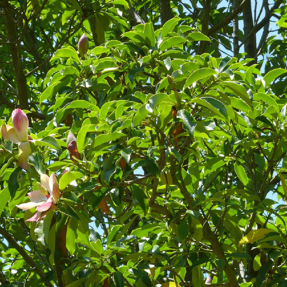 Red Lotus Tree (Magnolia insignis)