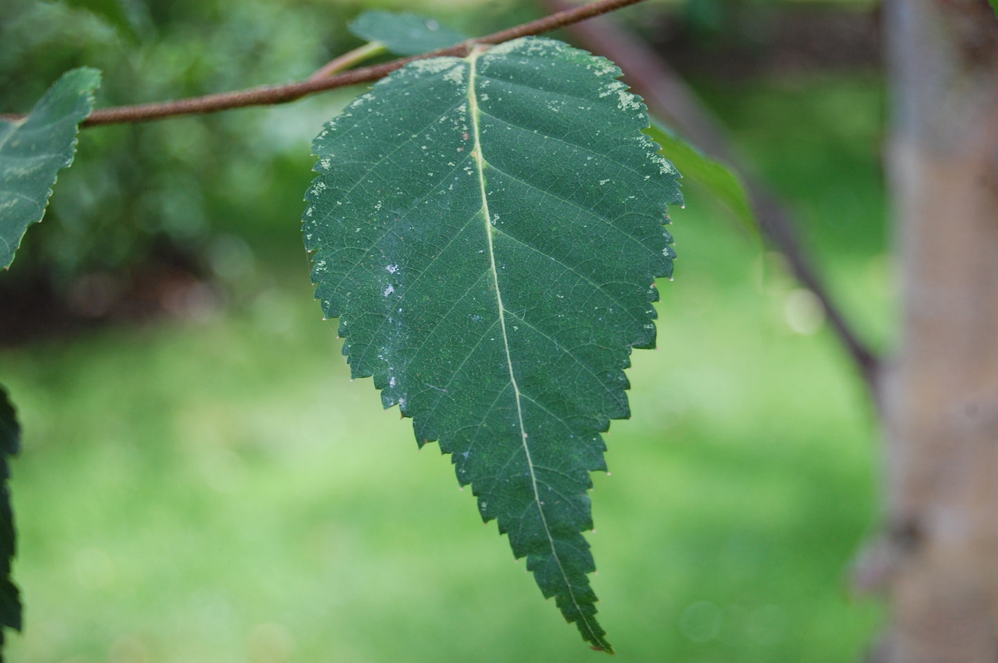 Chinese Paper Birch Red-barked Birch (Betula albosinensis)