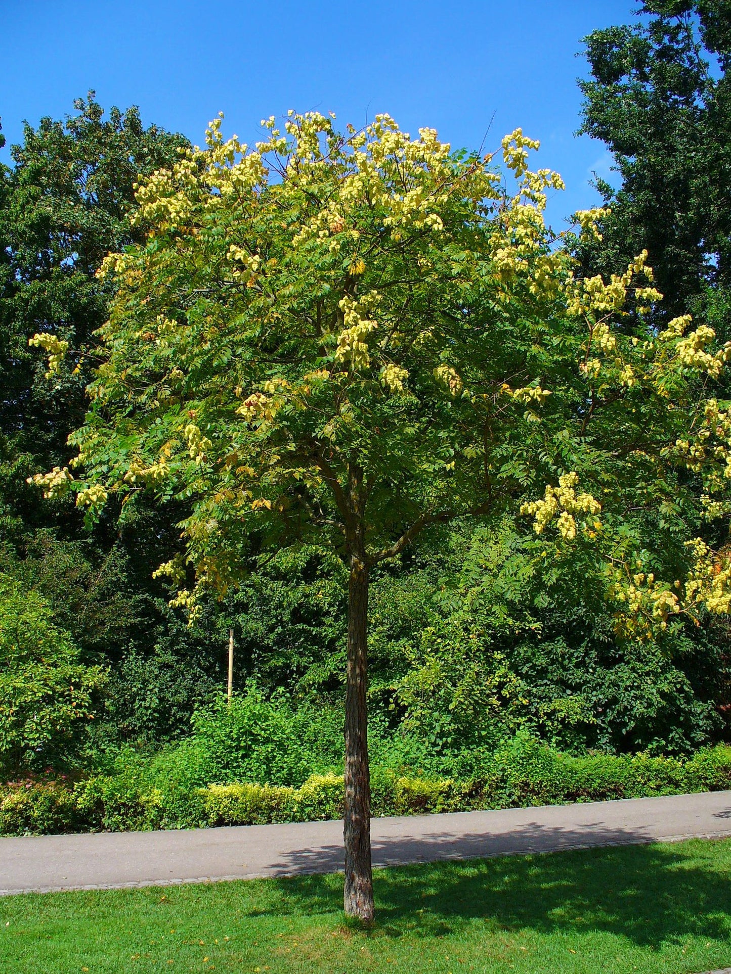Golden Rain Tree Pride Of India Varnish Tree (Koelreuteria paniculata)