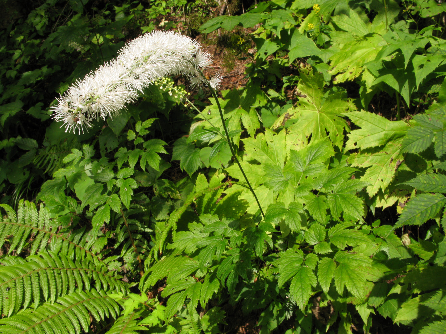 Autumn Bugbane (Cimicifuga simplex)