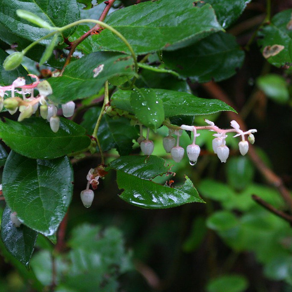 Salal (Gaultheria shallon)
