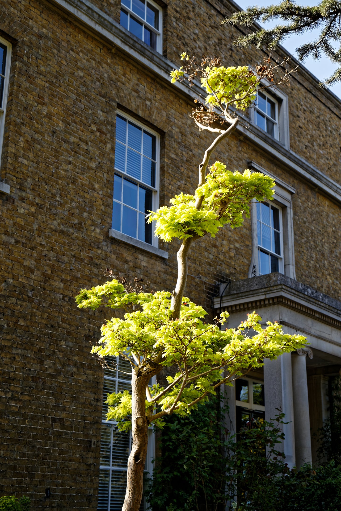 Yellow Maple (Acer shirasawanum var. aureum dry seed)