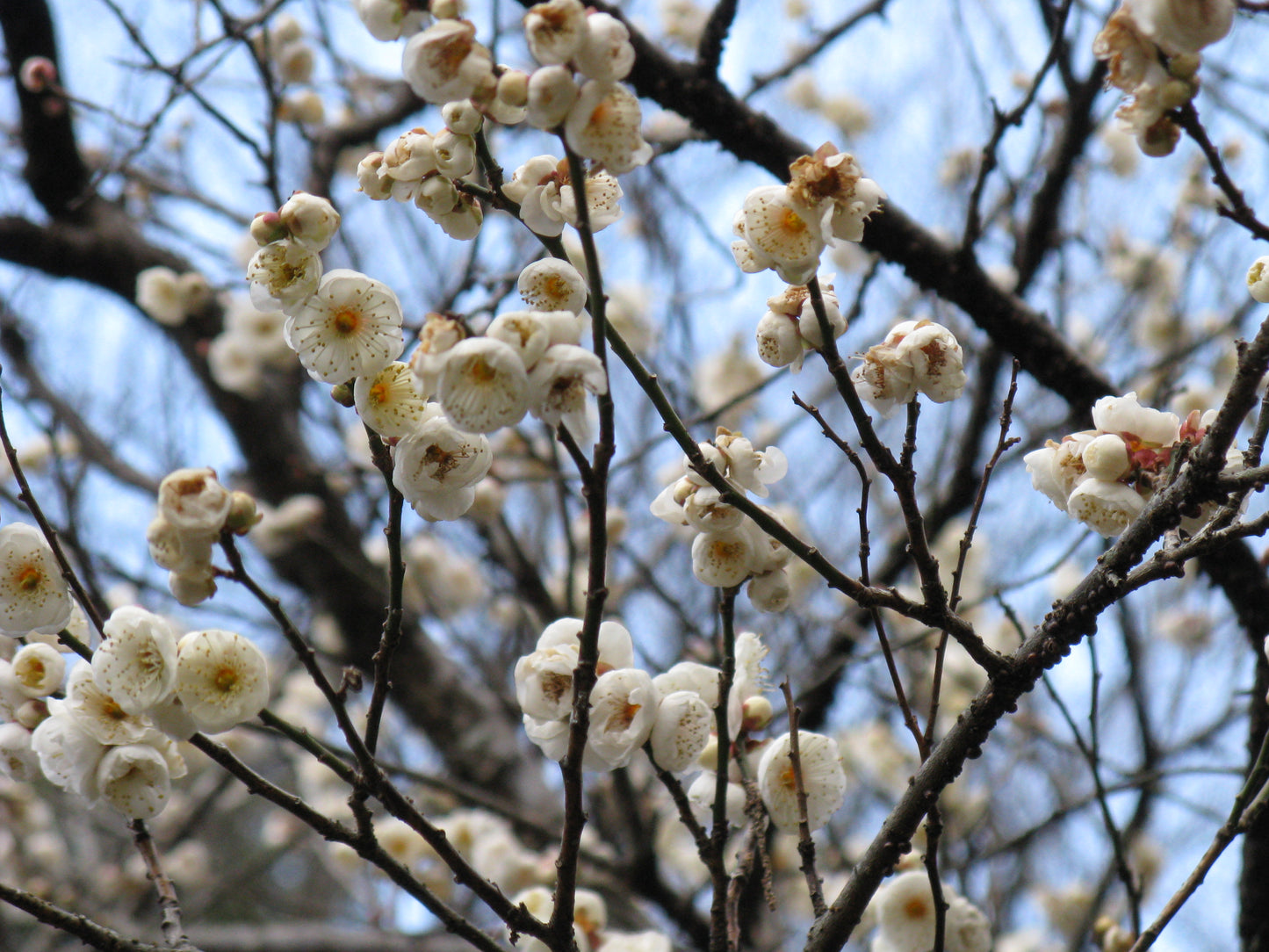 Chinese Plum Japanese Apricot Flowering Apricot (Prunus mume)