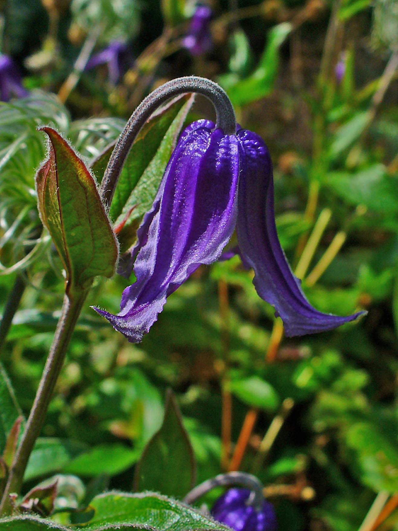 Solitary Clematis (Clematis integrifolia)