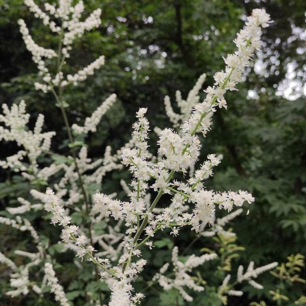 Bugbane Dahurian Bugbane (Actaea dahurica)