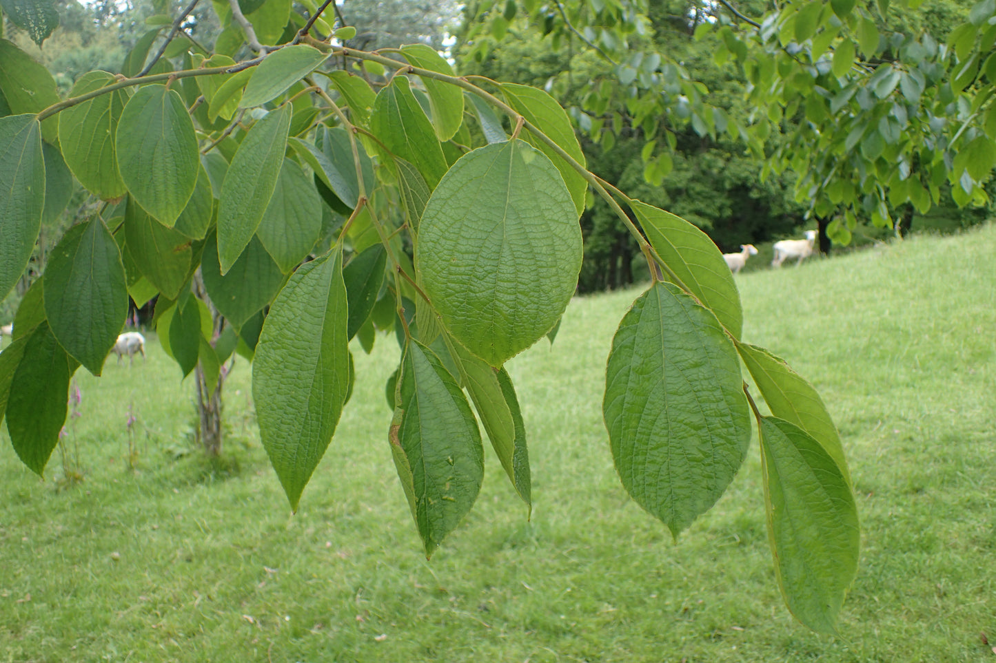 Julian Hackberry (Celtis julianae)