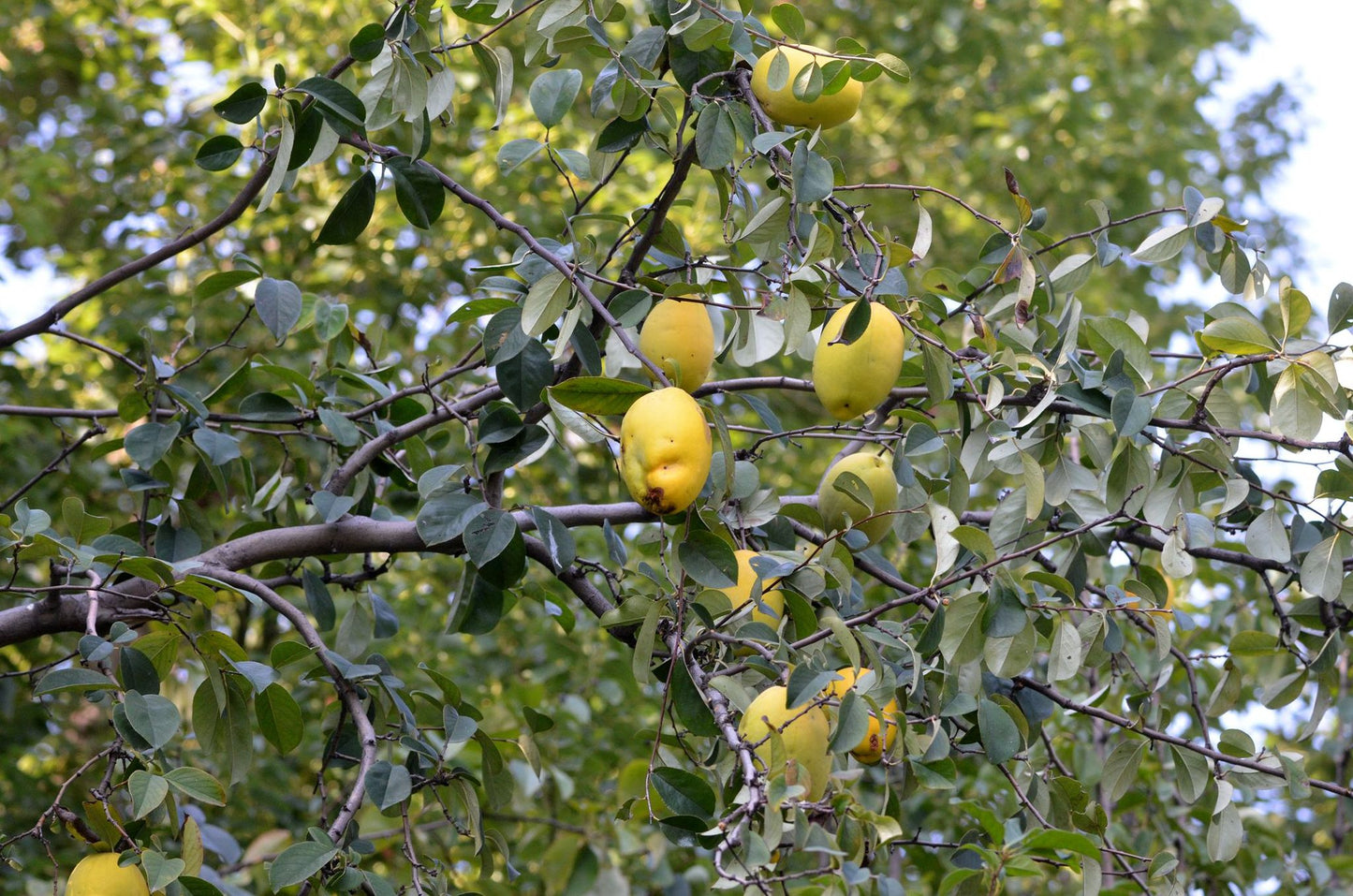 Chinese Quince, Karin, Mogwa, Mugua (Chaenomeles sinensis)