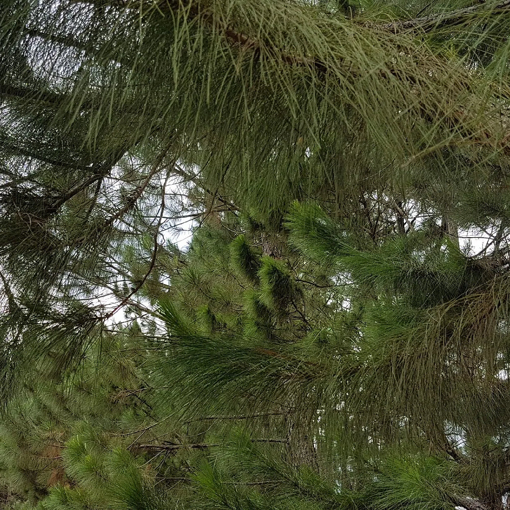 Khasi Pine (Pinus kesiya)