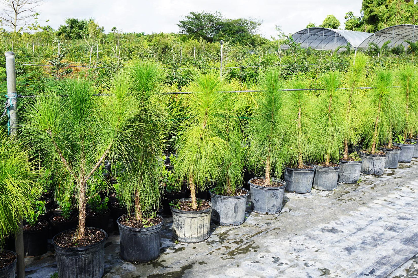Slash Pine (Pinus elliottii)