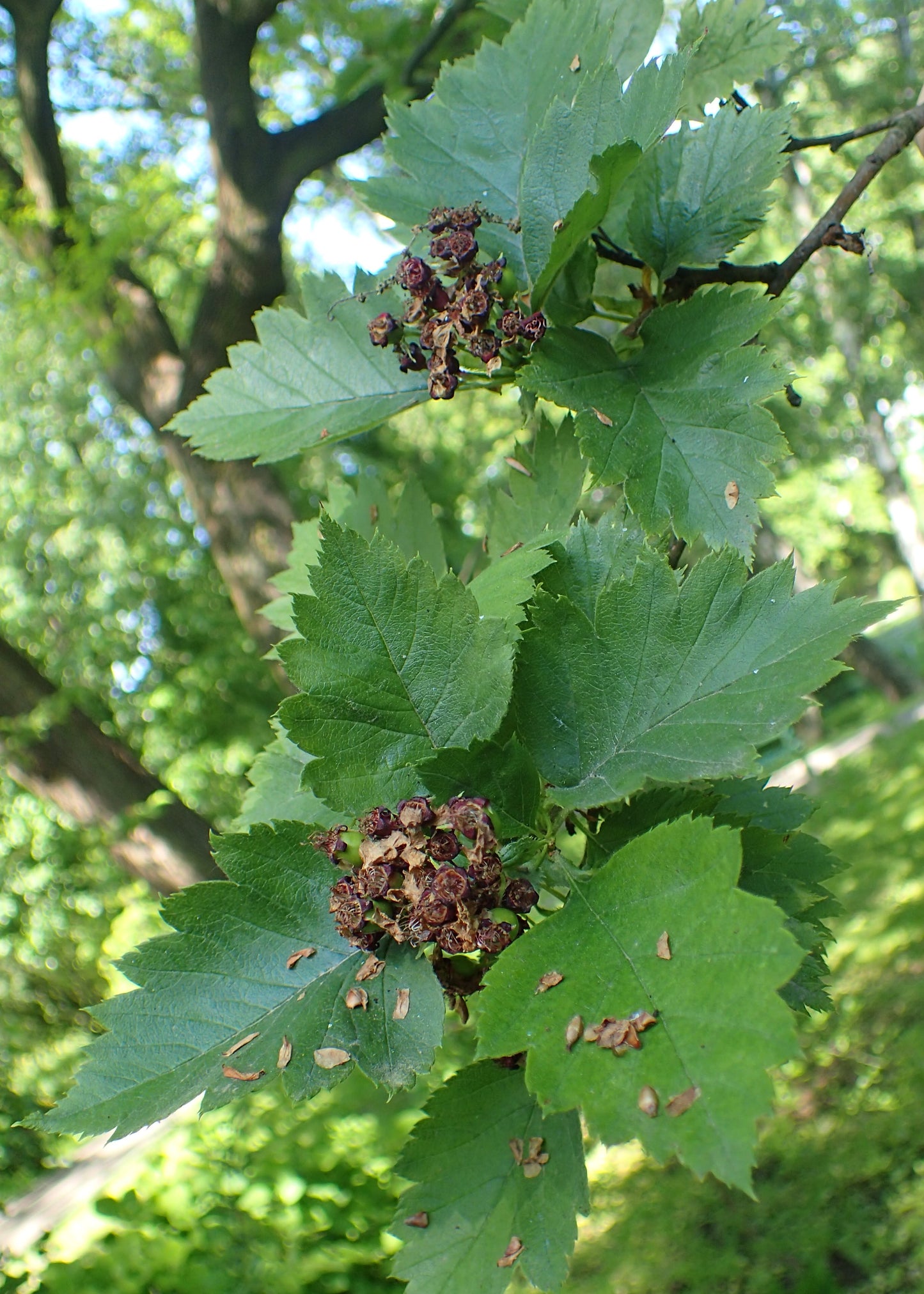 Chlorosarca Hawthorn (Crataegus chlorosarca)