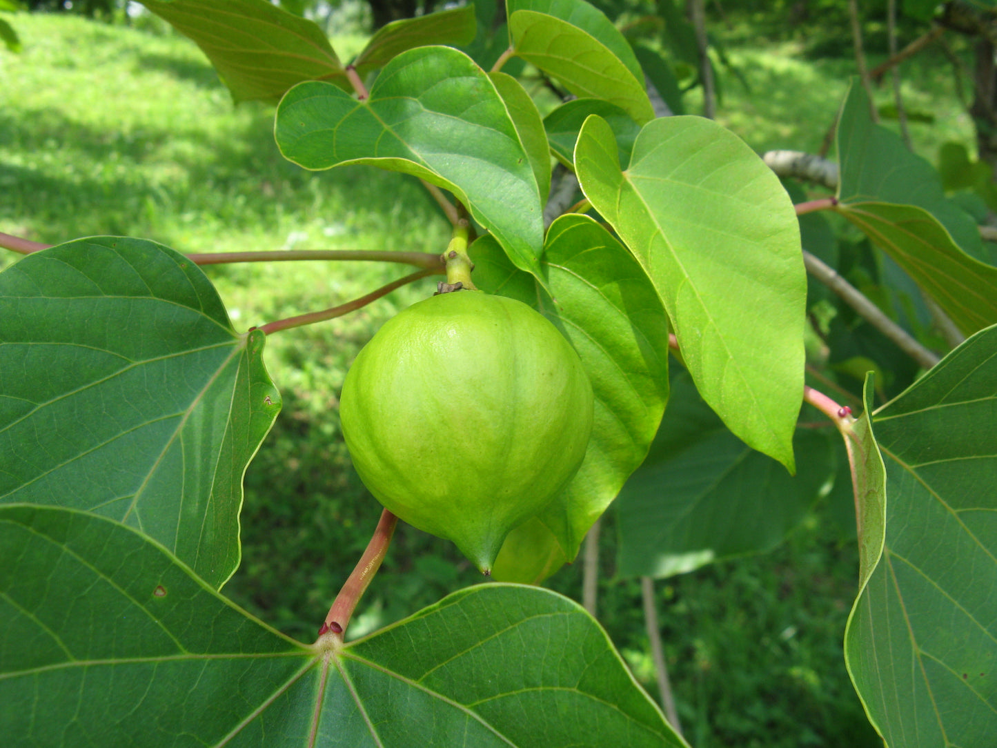 Tungoil Tree (Vernicia fordii)