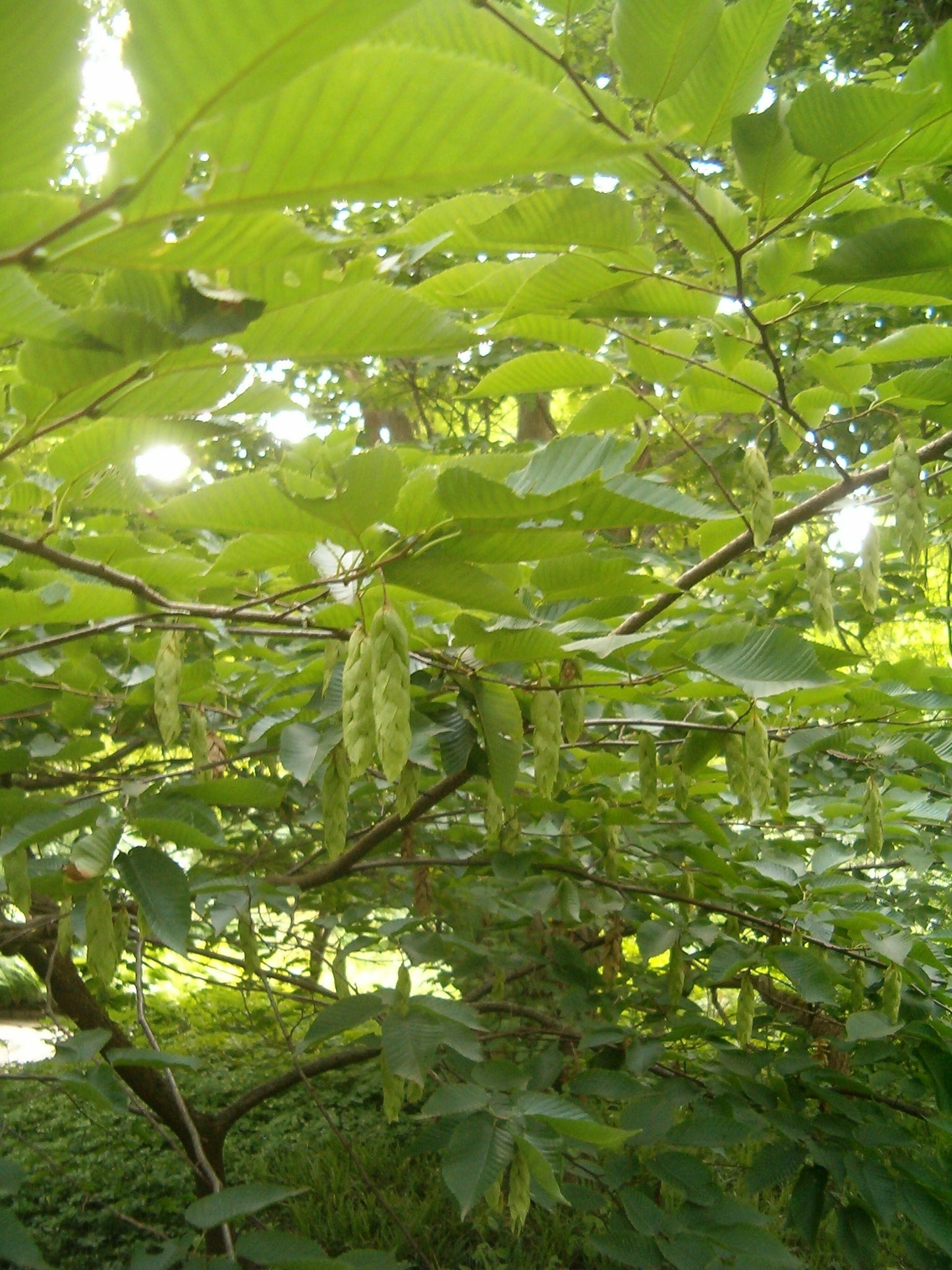 Heartleaf Hornbeam (Carpinus cordata)