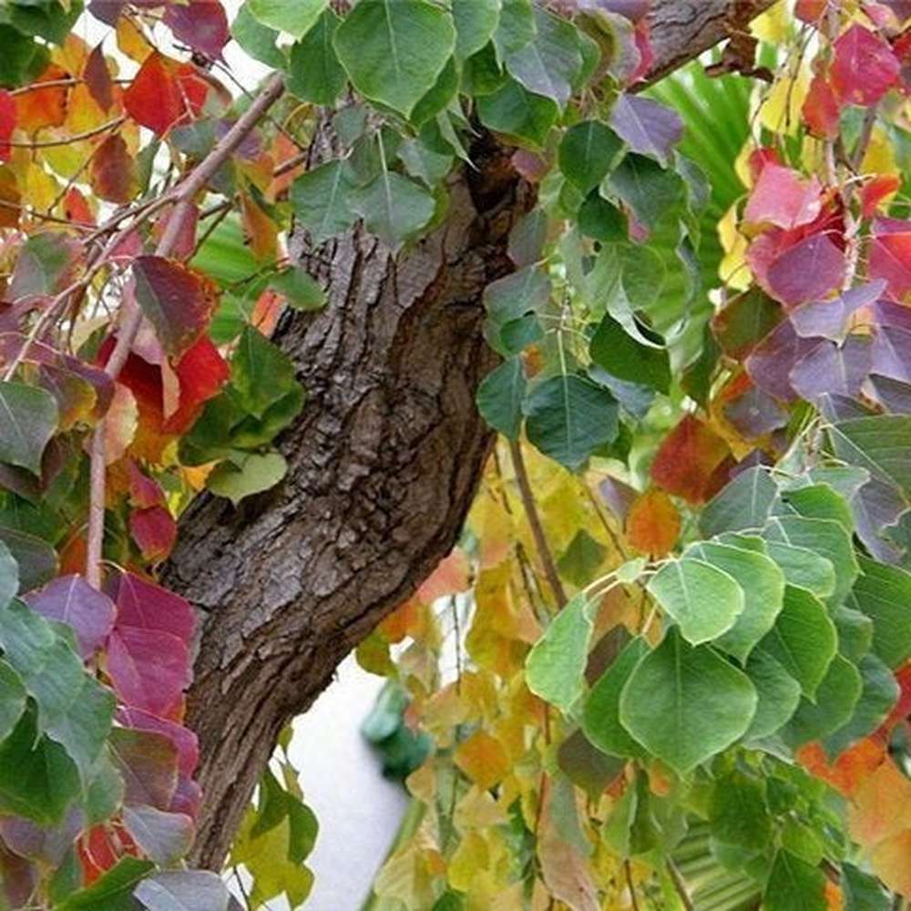 Chinese Tallow (Sapium sebiferum)
