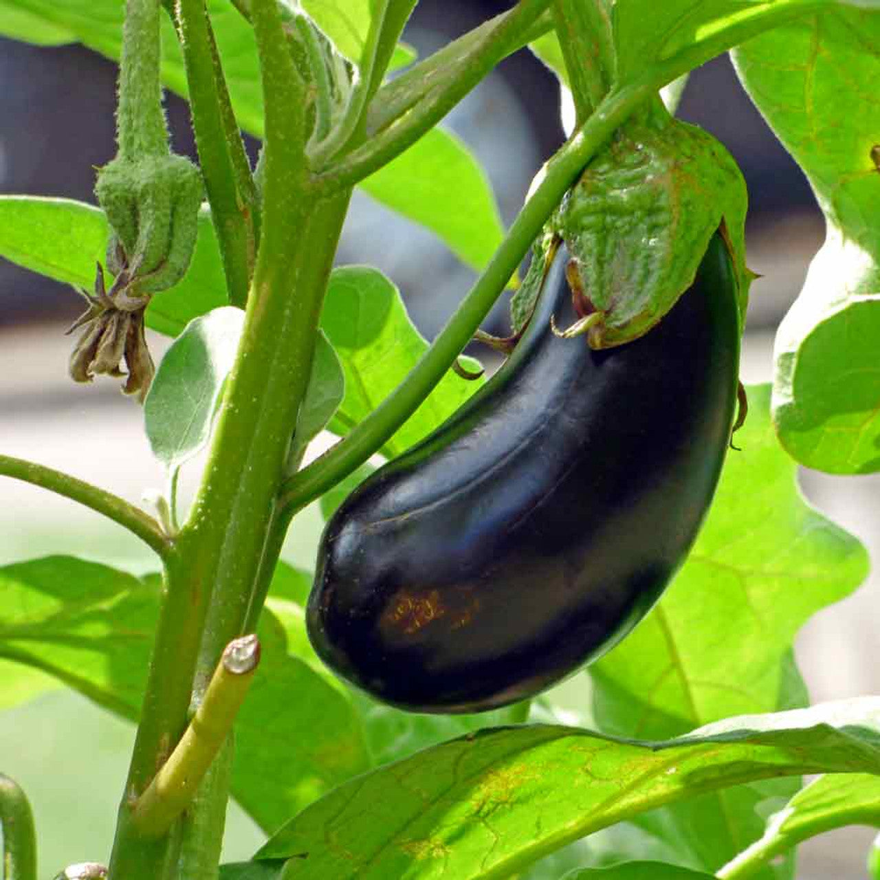 Black Beauty Aubergine Black Eggplant Melongene (Solanum melongena var. Black Beauty)